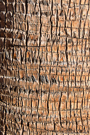 Tree Trunk Abstract I