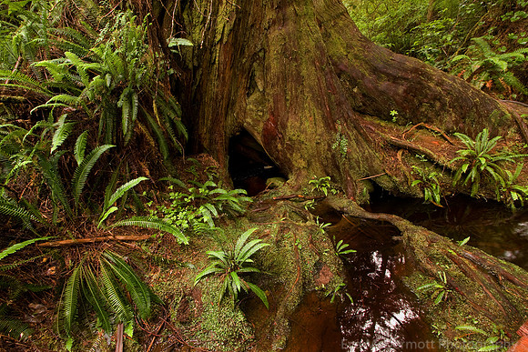 Forest Floor Meares Island