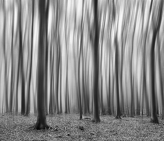 Oak Woods B&W