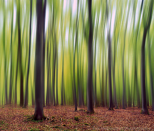 Oak Woods, Moray, Scotland abstract