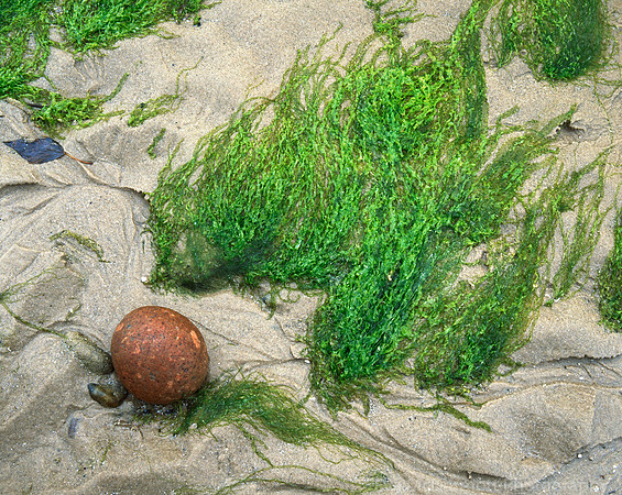 Beach Troll Abstract Findhorn Beach Moray Scotland