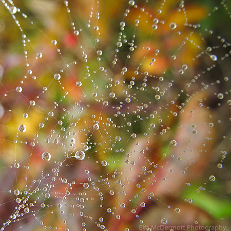 Spider Web Abstract