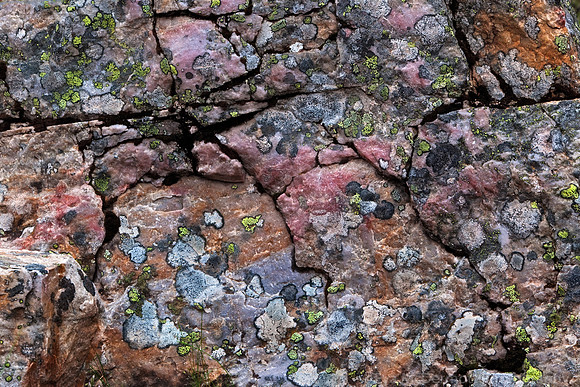 Morain Lake Lichen