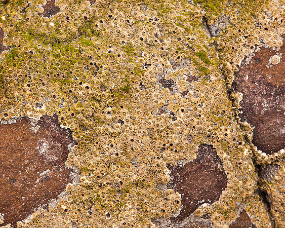 Barnacles on Rocks Mellon Udrigle