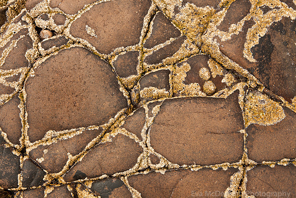 barnacle Network, rock, barnacles, Mellon Udrigle, Inverpolly, Scotland