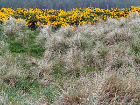Dune Grass and Gorse