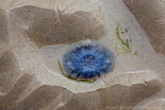 jelly fish on Findhorn Beach