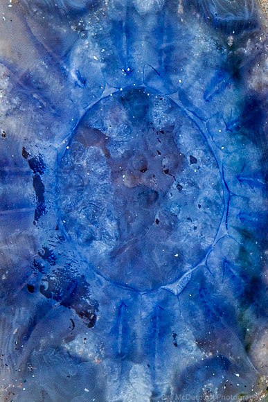 Blueberry Jelly