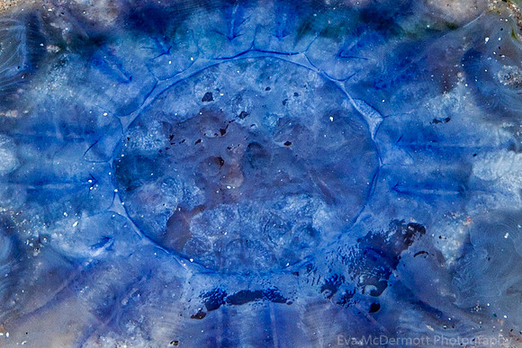 Blueberry Jelly