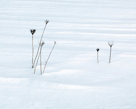 Twigs in Snow