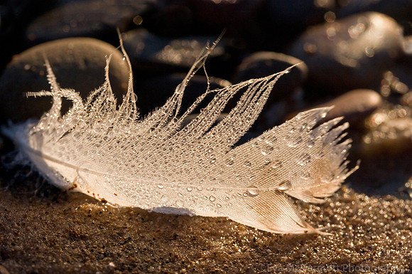 Feather