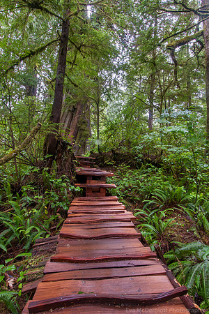 A Walk in the Rain Forest