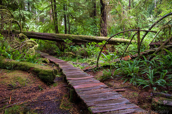 Mearse Island BC