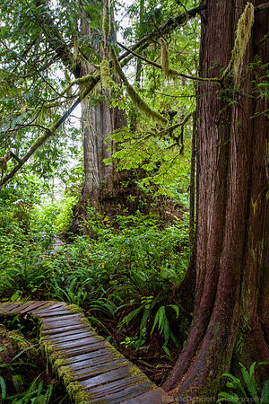 Big Tree Trail