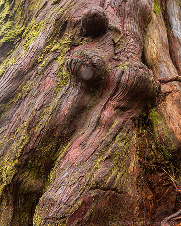 Rain Forest Troll