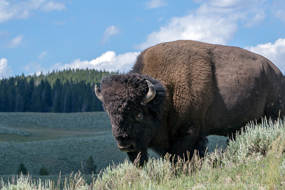 Bison-6632