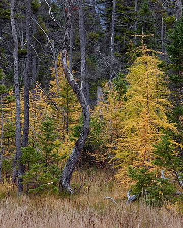 autumn White Mountins New Hampshire