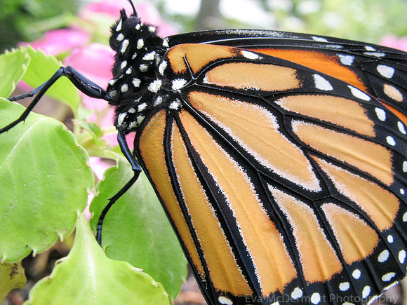 Monarch Butterfly Maine