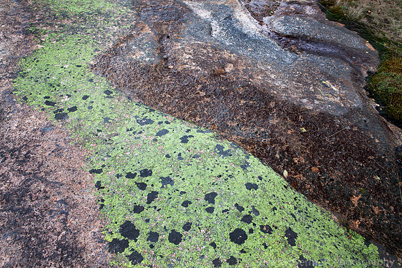 Lichen Abstract