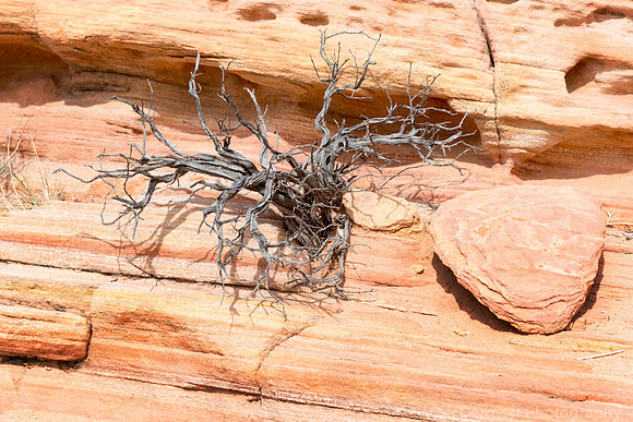Tree and Sandstone