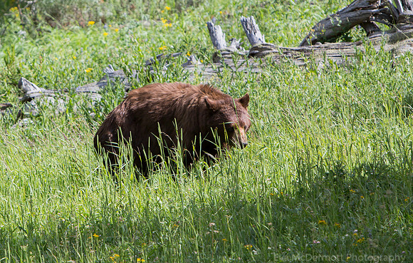 Black-Bear-6647