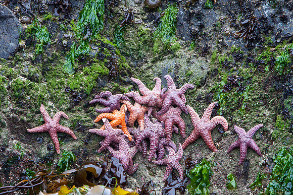 starfish groug Vancouver Island