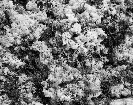 Black and White Seaweed