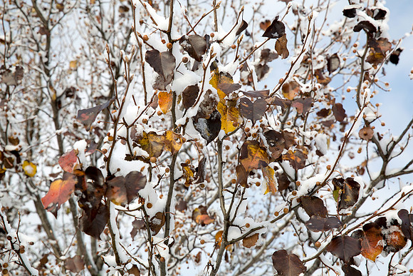 Fruit Tree Abstract
