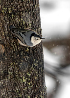 Nuthatch