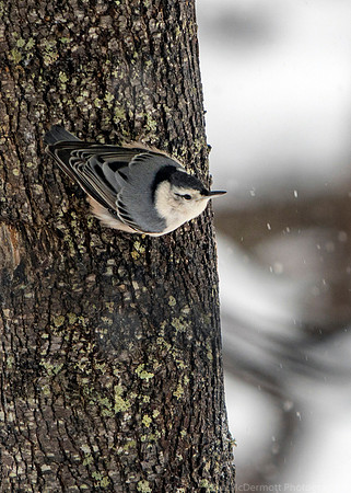 Nuthatch