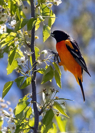 Baltimore Orielo