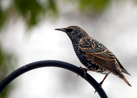 Starling Winter Plumage