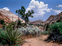 Desert Scene