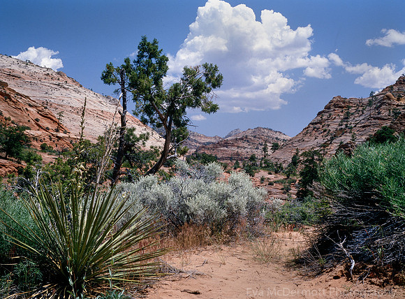Desert Scene