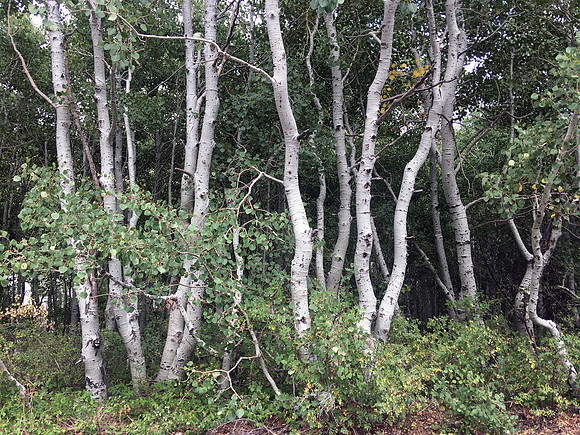 Aspens