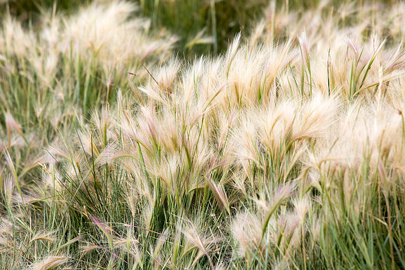 Blowing in the Wind