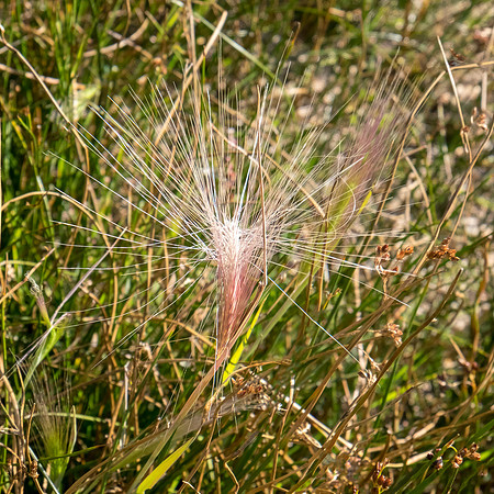 Grass Detail