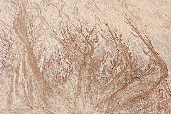 Tree Spirits