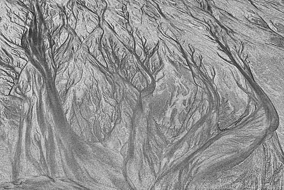 Tree Spirits B&W