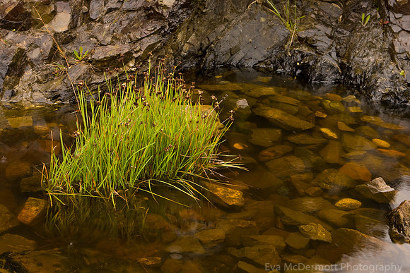 Sea Grass and Rocks