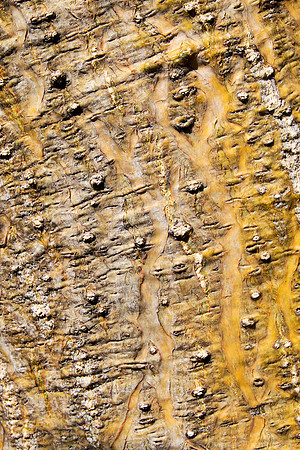 Tree Trunk Absratct V