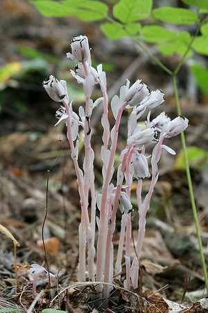 Indian Pipe