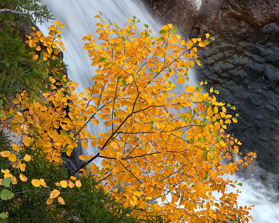 Beech Tree Autumn