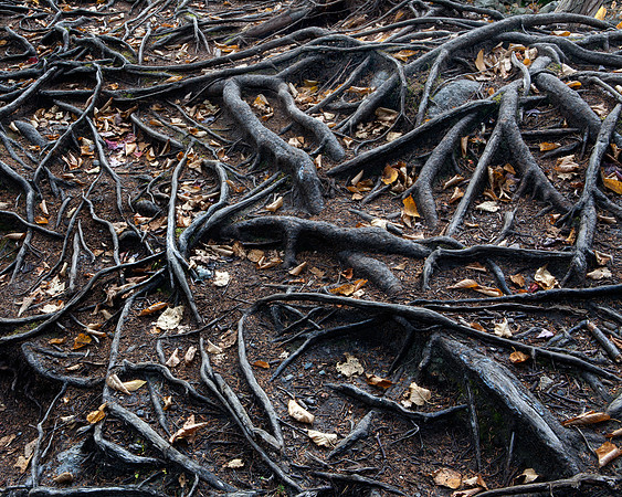 Tuckerman's Ravine Trail tree roots