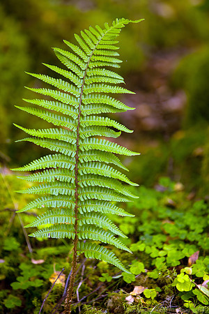 Fern