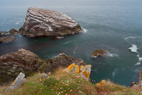 Bird Rock