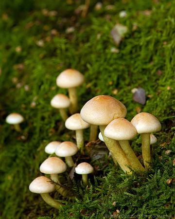 Mushrooms