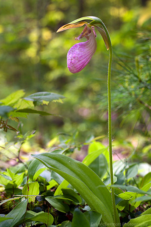 Pink Lady Slipper