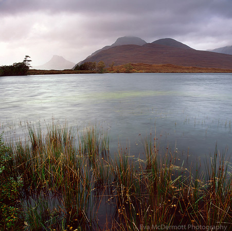 Stac Pollaidh Reeds